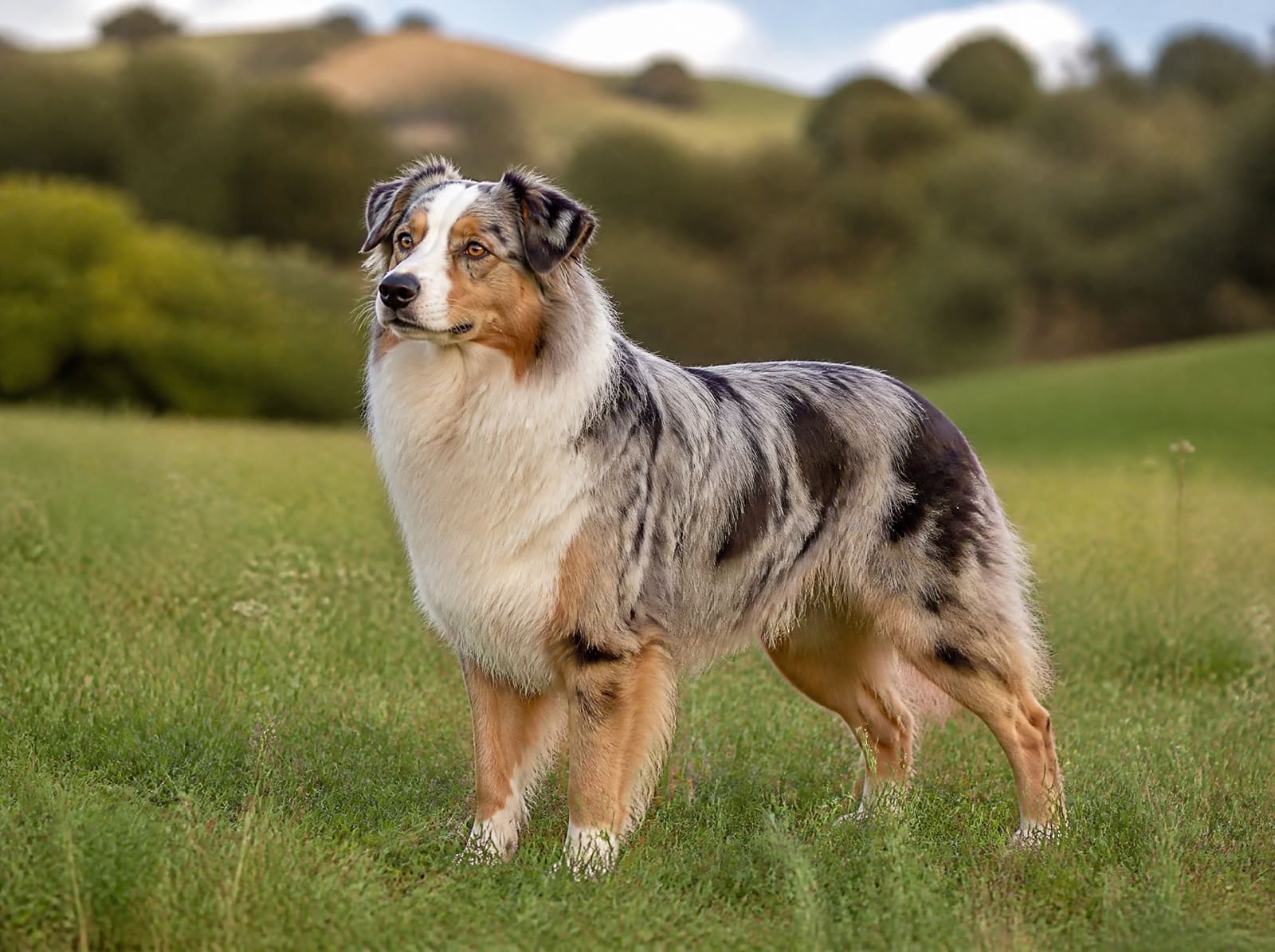 Border collie