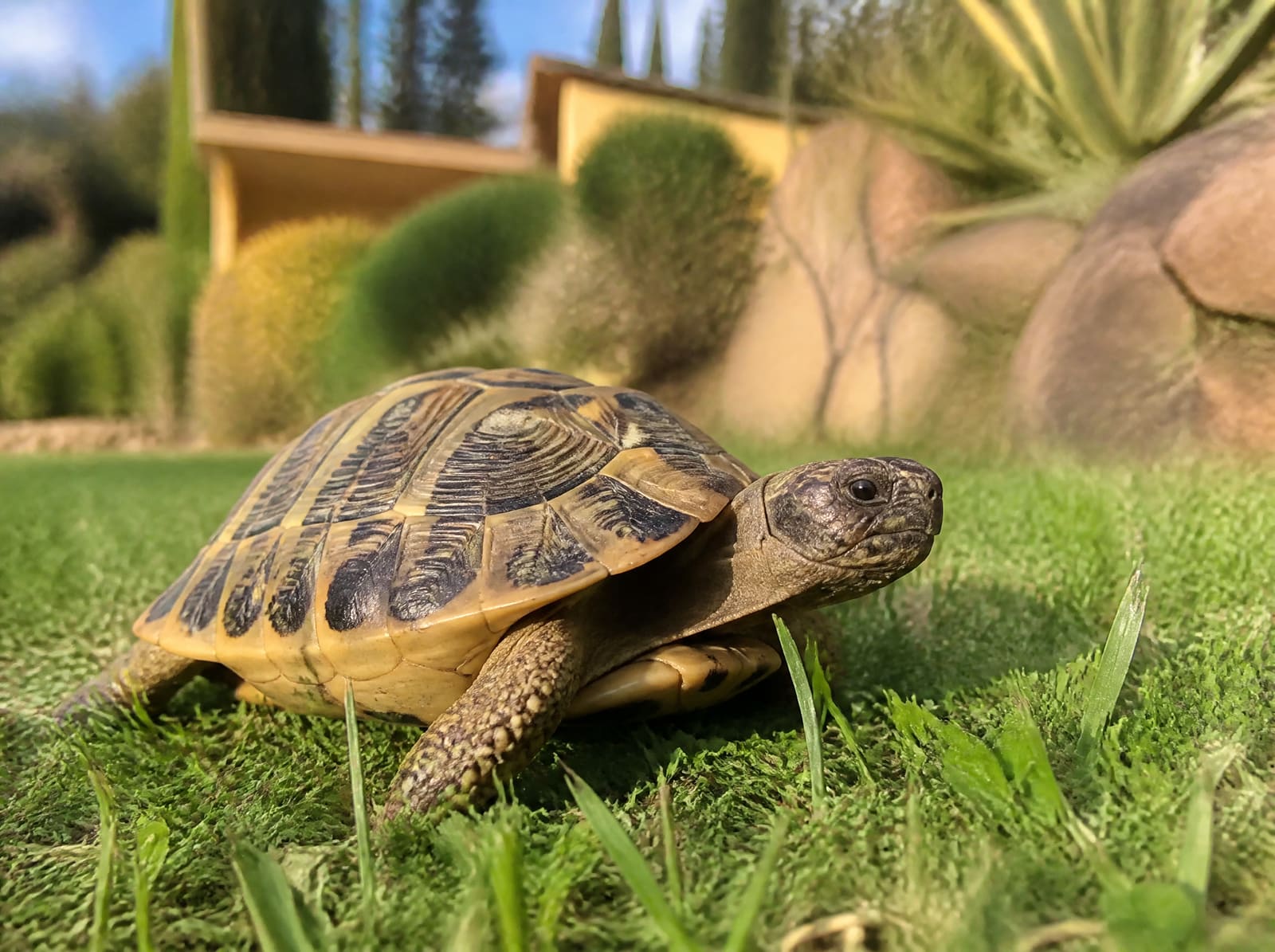 Tortue d'Hermann