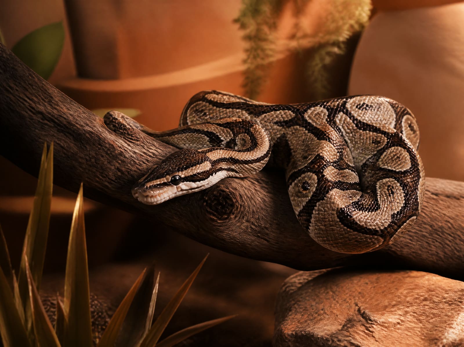 Serpent des blés