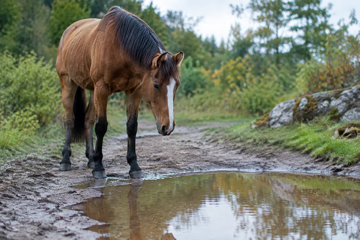 Pourquoi les chevaux se figent-ils devant une flaque d’eau